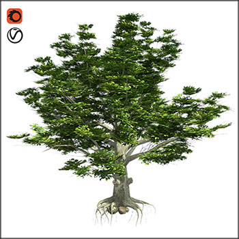 低多边形美国山毛榉树3D模型16设计网精选