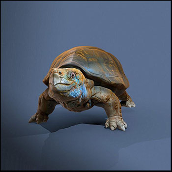 老乌龟3D模型16素材网精选