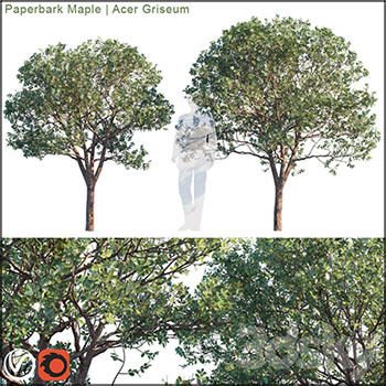 槭树绿色大树3D模型