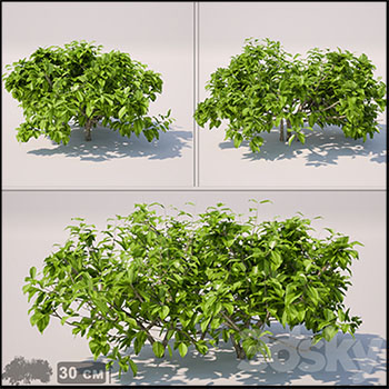 绿色灌木植物3D模型16素材网精选