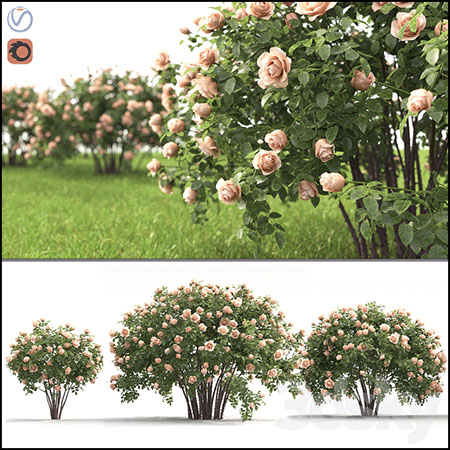 玫瑰花丛3D模型16设计网精选