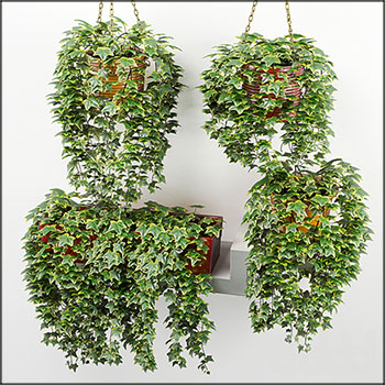 室内垂吊常春藤植物盆栽3D模型16图