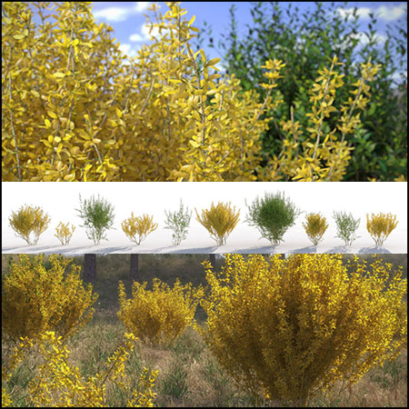 10种灌木植物3D模型