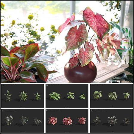 12个品种72款室内花卉植物盆栽3D模型素材天下精选