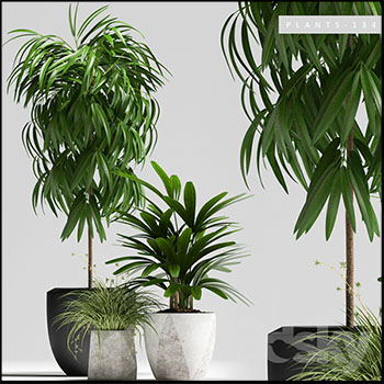 棕榈绿色室内植物棕竹3D模型16设计网精选