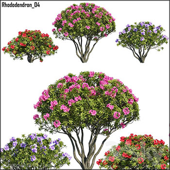 杜鹃花植物3D模型16图库网精选