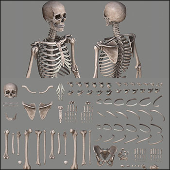 高分辨率男性人物骨架骨头骷髅3D模型素材天下精选