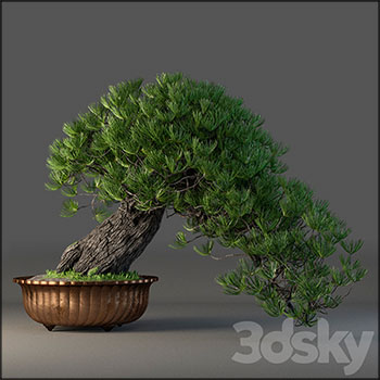 迎客松盆景盆栽3D模型素材天下精选