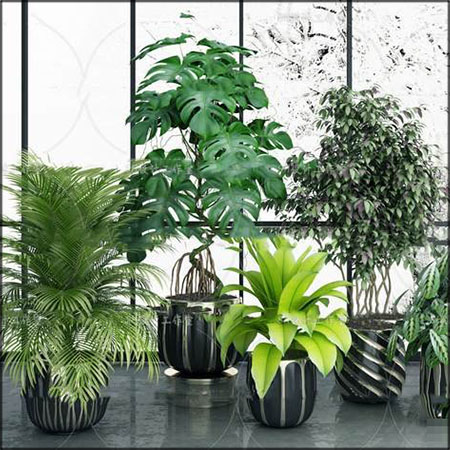绿色植物盆栽3D模型16设计网精选