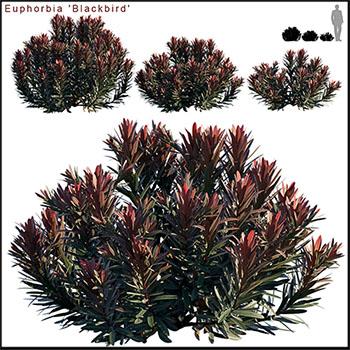 红叶石楠圆灌木植物3D模型16设计网精选