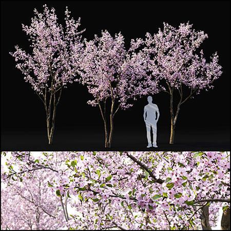 3颗白色和粉色花瓣樱花树3D模型16