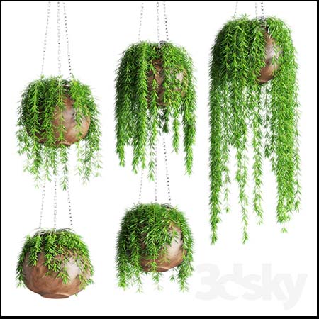吊篮花盆里的绿色植物3D模型