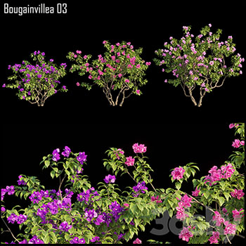 三角梅植物3D模型16图库网精选