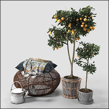 橘子树盆栽和藤编物品水壶3D模型