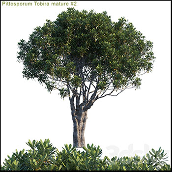 成熟的海棠树3D模型16设计网精选