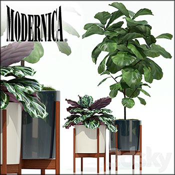 圆形花盆里的绿色植物3D模型16设计网精选