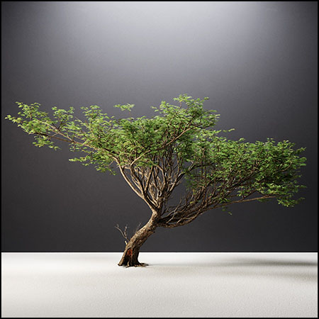 相思树3DMAX模型