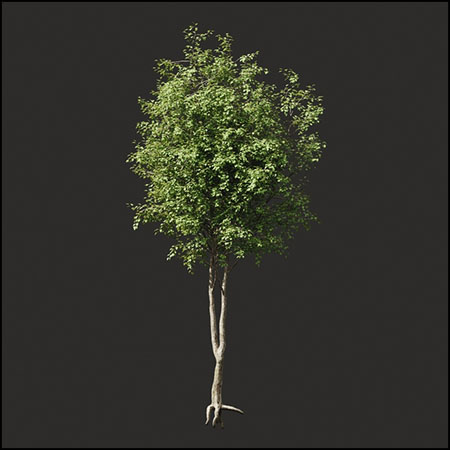夏天的大树3D模型素材天下精选