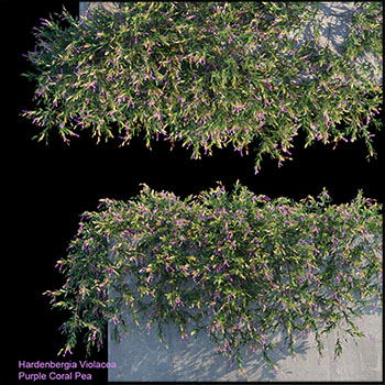 紫色珊瑚豌豆3D模型