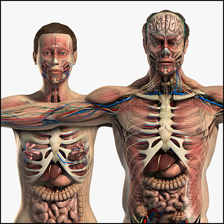 男性和女性人体解剖完整包3D模型16设计网精选