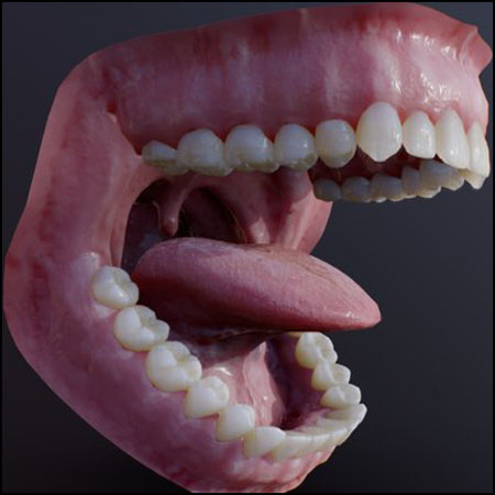 舌头和牙齿人类口腔3D模型16设计网精选