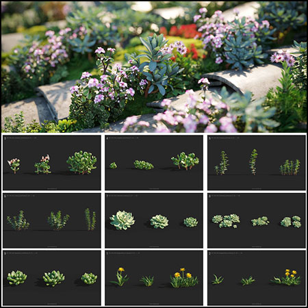 12个品种72个多肉植物花卉3D模型16
