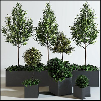 常绿乔木植物3D模型