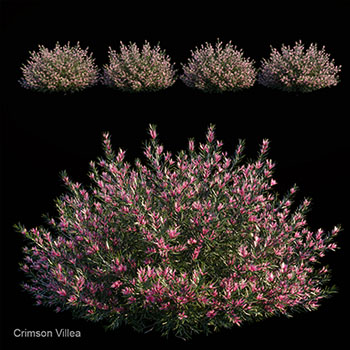 绯红色Villea灌木丛3DMAX模型