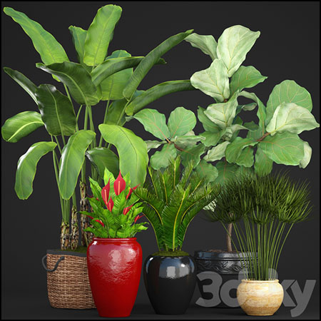 香蕉树和棕榈绿色植物3D模型16设计