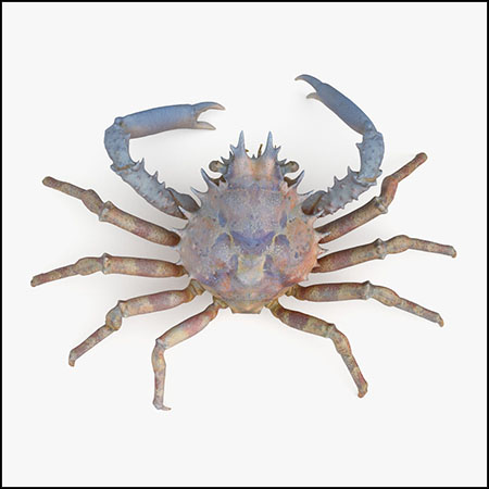蜘蛛蟹3D模型16素材网精选