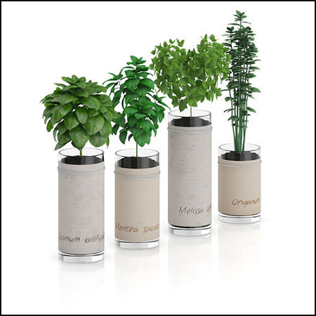 玻璃花盆中的中药植物盆栽3D模型16设计网精选