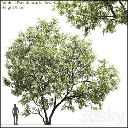 白相思树植物3D模型16设计网精选
