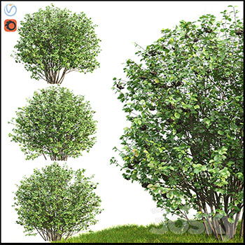 公园森林篱笆灌木丛3D模型16设计网精选