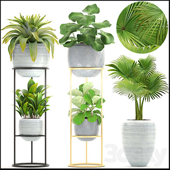 5款绿色植物盆栽3D模型16设计网精选