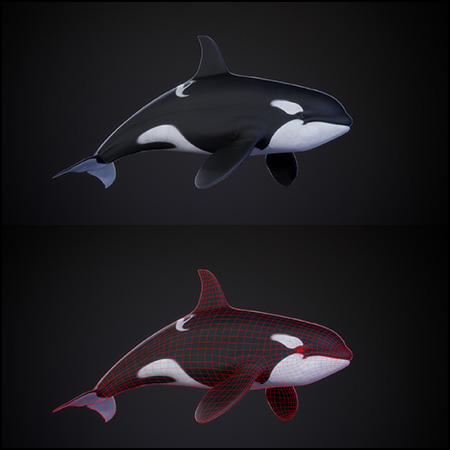 海洋生物逆戟鲸虎鲸3D模型16图库网