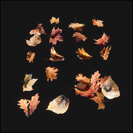 秋季枯黄的树叶落叶3D模型素材天下精选