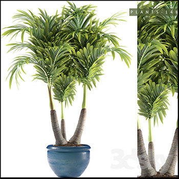 盆栽三杆棕榈绿色盆景植物3D模型16设计网精选