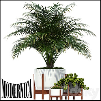棕榈多肉盆景盆栽绿色植物3D模型
