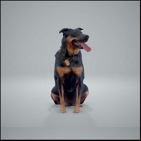 黑狗全身扫描3D模型16设计网精选