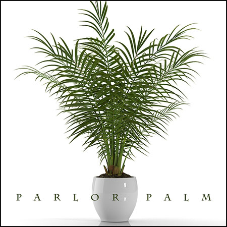 PARLOR PALM盆栽植物3D模型