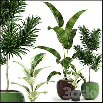 龙血树等绿色植物3D模型