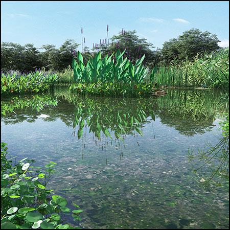 12个品种72款水草水生沼生植物3D模型