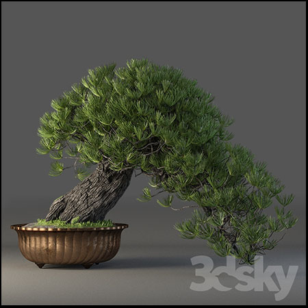 迎客松盆栽盆景3D模型16设计网精选