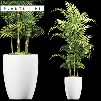 散尾葵绿色植物3D模型