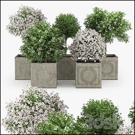 白色芙蓉花卉盆栽3D模型