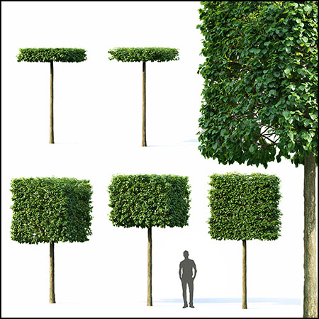 欧洲椴树植物3D模型16设计网精选