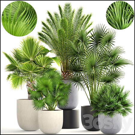 5款盆栽针叶植物3D模型