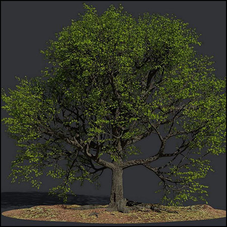 夏天的橡树3D模型16素材网精选