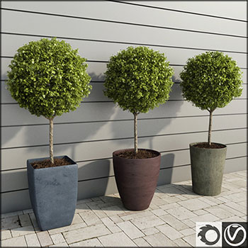 室外植物：黄杨木树盆栽3D模型16设计网精选
