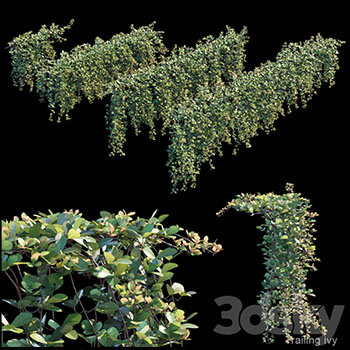 拖尾常春藤绿色植物3D模型16设计网精选